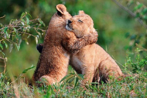 Two little lion cubs hug