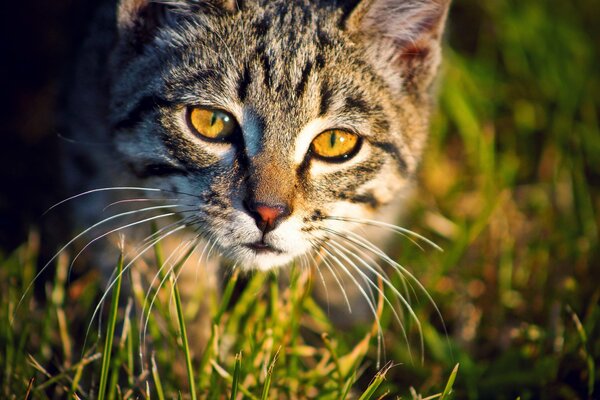 Кошка с ярко-желтыми глазами в траве