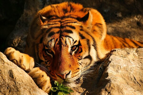 A red tiger is lying on a rock