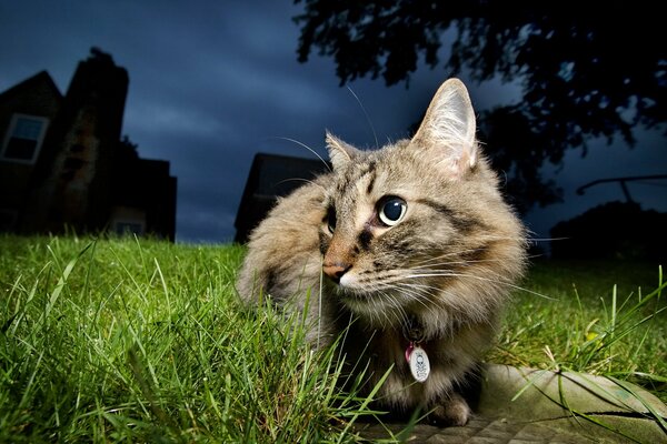 Gato en la noche con una mirada asustada