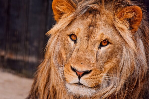 Gatto selvatico leone con una lunga criniera