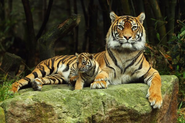 Eine Tigerin ruht sich mit ihrem Tiger auf einem Stein aus