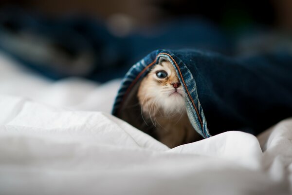 The kitten on the bed is tangled in his pants and peeks out from under them