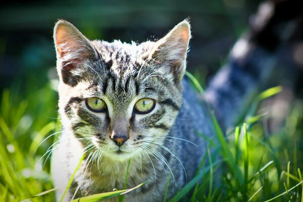 Chat avec de grands yeux dans l herbe