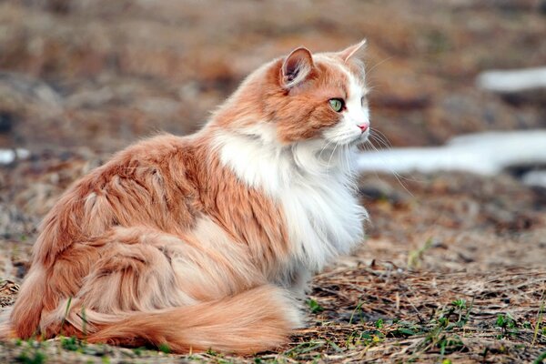 Fluffy red-haired beauty in nature