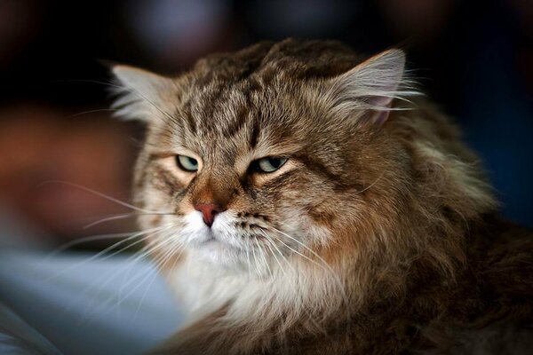 Gatto adulto con lunghe antenne