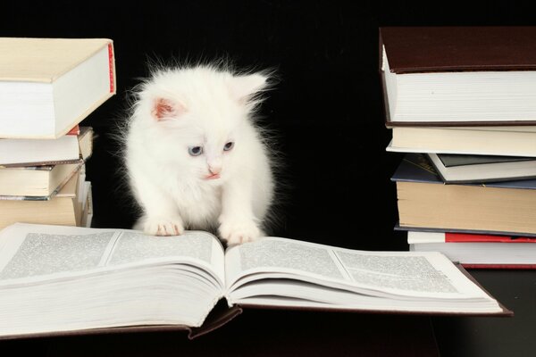 Chat scientifique, seulement petit et blanc