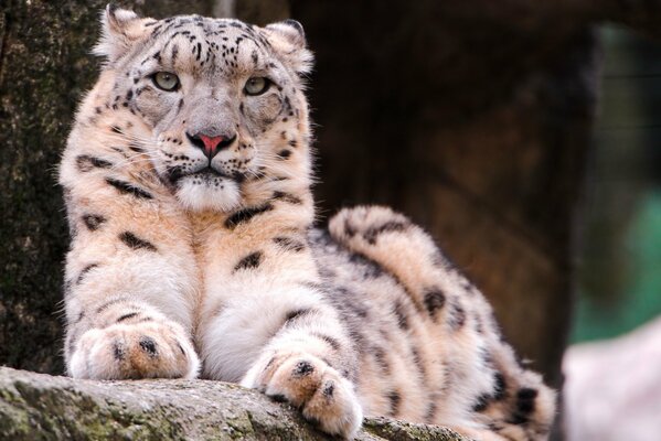 Schneeleopard königliches Tier