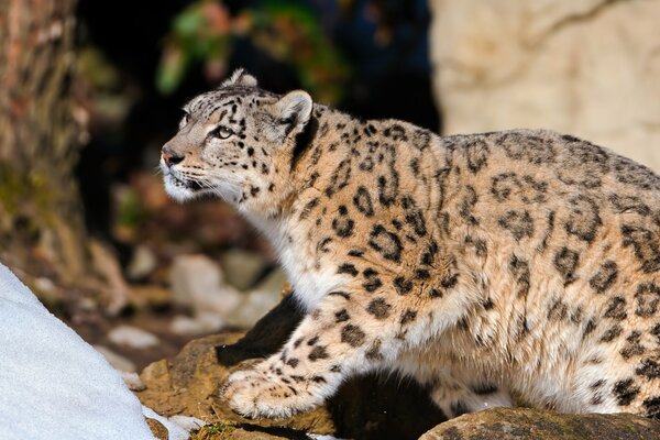 A snow leopard is sitting on the rocks
