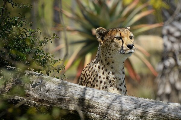 Cheetah looks with predatory interest into the distance