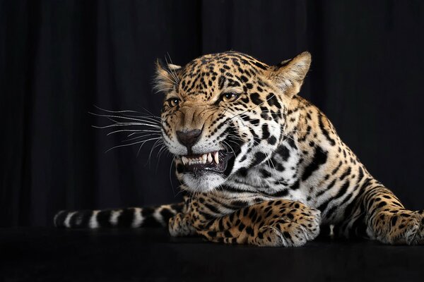 Leopard grins against the background of black curtains