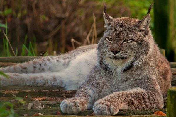 Lince canadese in vacanza