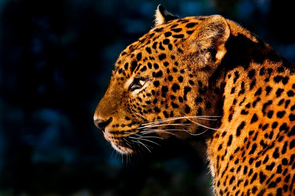Leopard s face in profile on a dark background