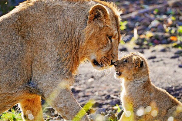 Un León adulto está de pie nariz a nariz con un pequeño cachorro de León
