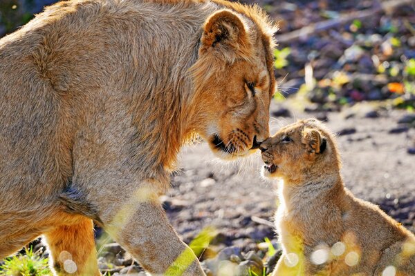 Un leone adulto sta naso a naso con un piccolo cucciolo di leone