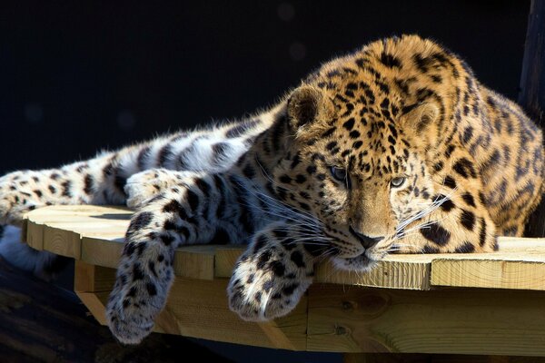 Leorupard is lying on the table and resting