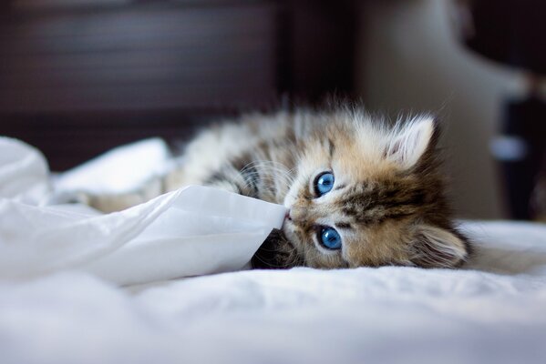Masenky blue-eyed kitten of the sacred Burma breed