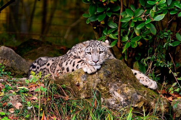 A snow leopard is lying in the forest