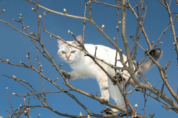 Weiße Winterkatze auf dem Land