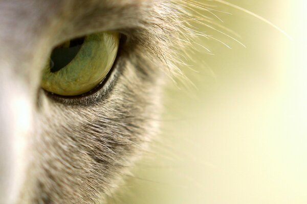 Oeil de chat avec un oeil vert