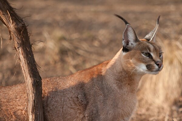 Le Caracal méfiant regarde attentivement au loin