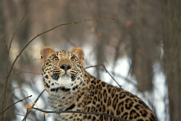 Invierno, leopardo mirando hacia arriba, nieve