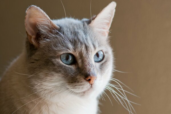 Gato de ojos azules sobre un fondo monocromático