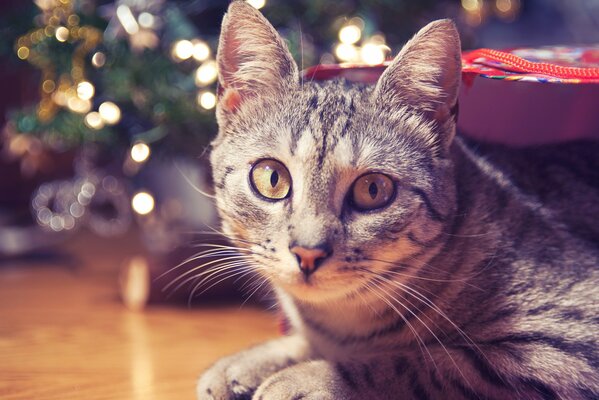 Chat rayé avec un joli regard demandant