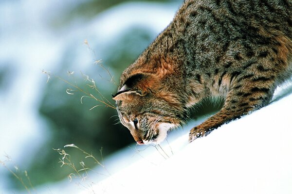 Un gato salvaje busca a alguien en la nieve