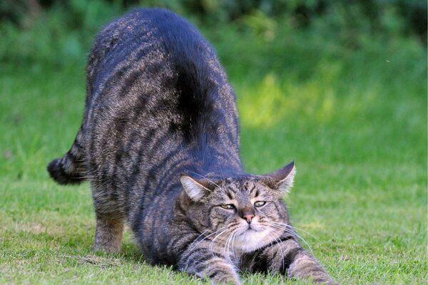 Chat gris sur une promenade