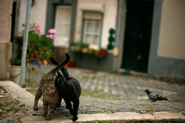 Two friendly cats and a pigeon on the sidewalk