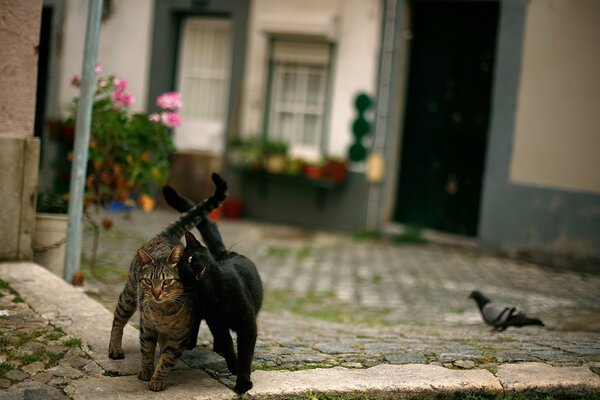 Dwa przyjazne koty i gołąb na chodniku