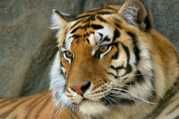 El tigre de Bengala, un depredador despiadado