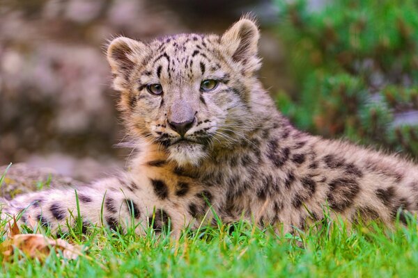 A snow leopard is lying on the grass