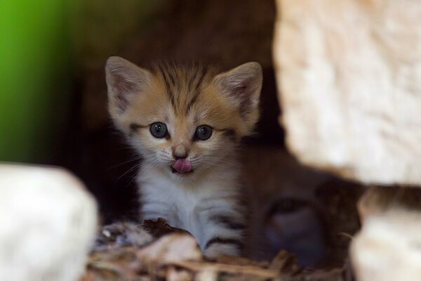 A little kitten peeks out of the rocks