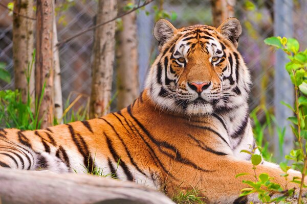 Striped tiger looks into the camera