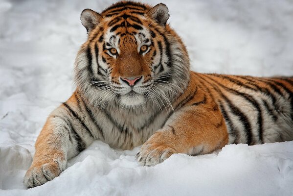 Striped tiger lies on the snow and looks straight