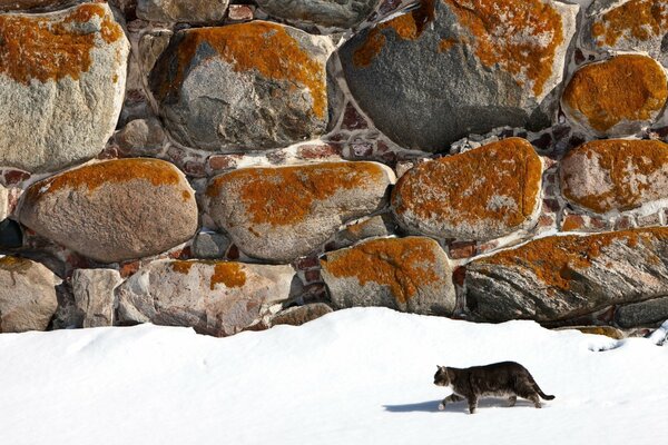 El gato camina sobre la nieve en medio de las rocas