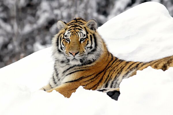 Tigre rayado sobre fondo nevado