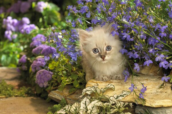 Un chaton effrayé attend le maître