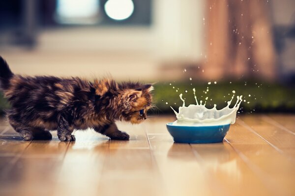 Chaton éclaboussé de lait dans un bol