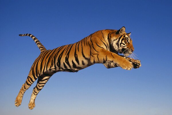 Drapieżny Tygrys w locie za ofiarą