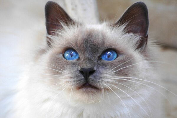 Chat birman aux yeux bleus