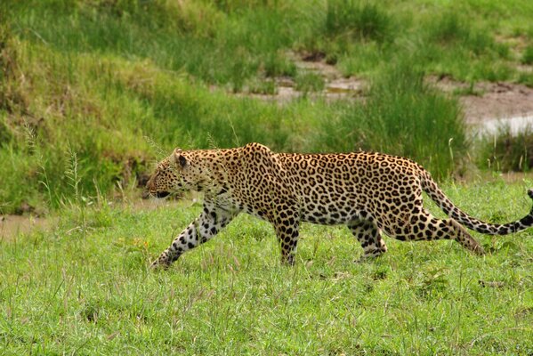 Léopard sauvage marche sur l herbe