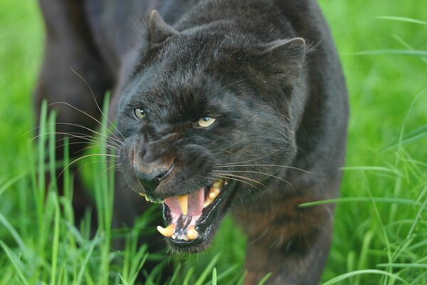 Grinsen des schwarzen Panthers mit Bedrohung in den Augen