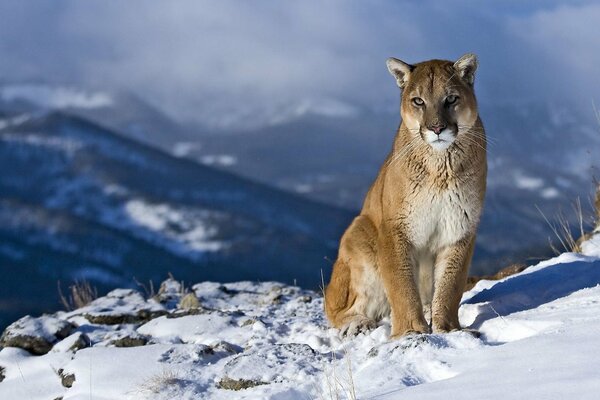 Cougar sulla neve bianca in gorahh