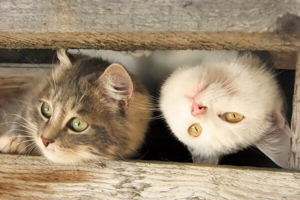 Due facce di gatto guardano da sotto un pezzo di legno