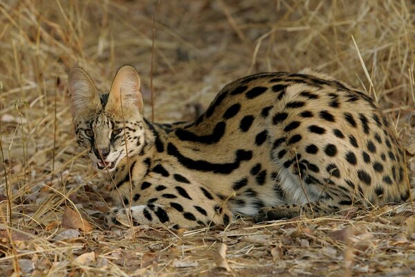 Immagine di gatto selvatico, Leopardi