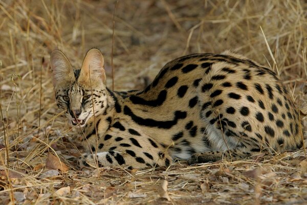 Изображение дикой кошки, леопарды