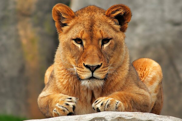 Joven León con orgullo puso sus patas en la piedra